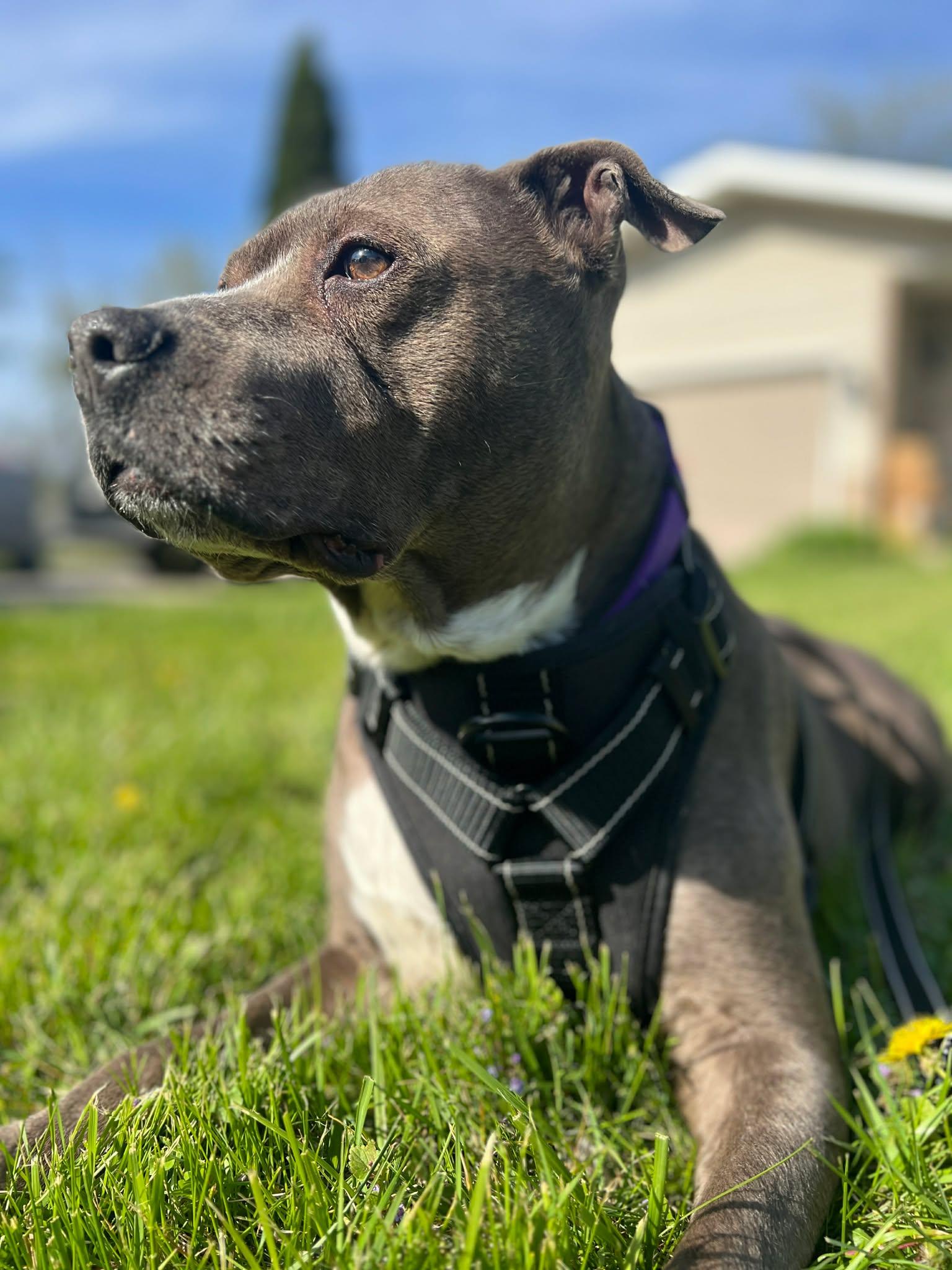 Enlarge Bella, a ADOPTABLE mixed breed in Elgin, IL image 1/6