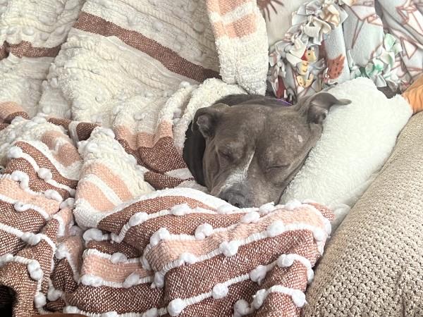 Enlarge Bella, a ADOPTABLE mixed breed in Elgin, IL image 2/6