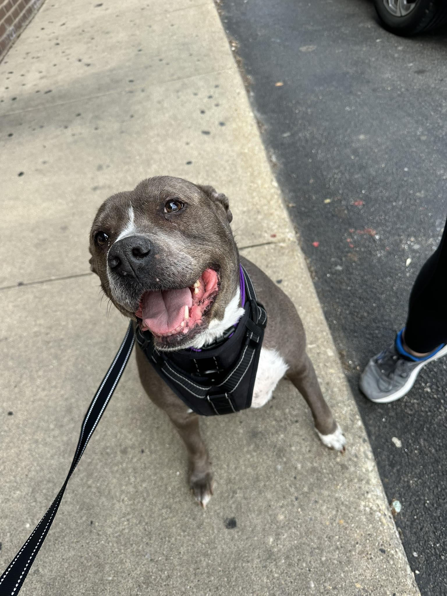 Enlarge Bella, a ADOPTABLE mixed breed in Elgin, IL image 4/6