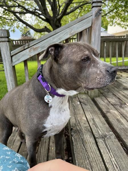 Enlarge Bella, a ADOPTABLE mixed breed in Elgin, IL image 5/6