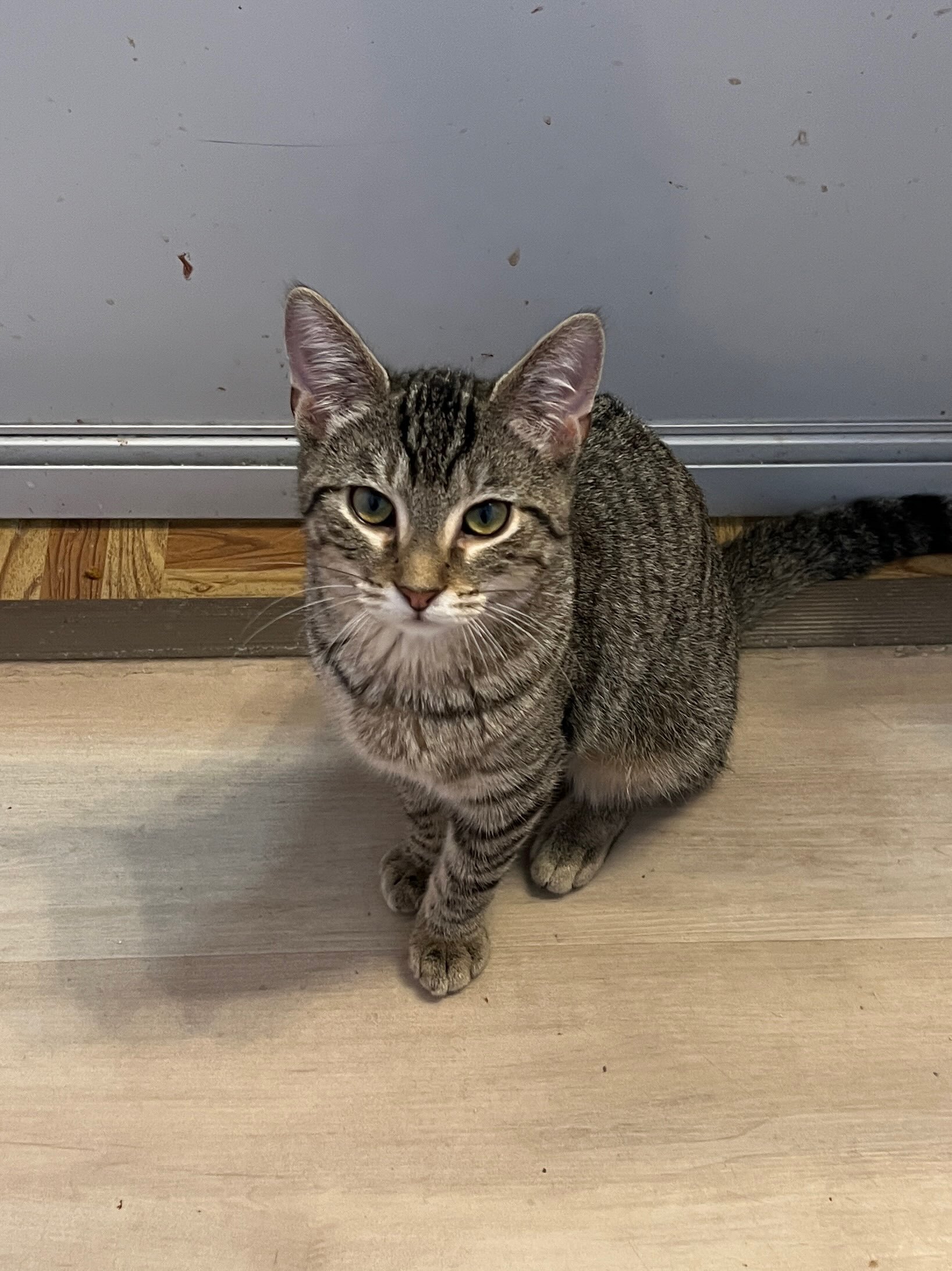 Libby, Adoptable, Kitten Female Domestic Short Hair.