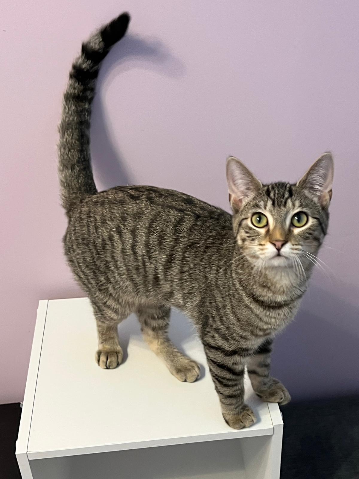 Libby, a Adoptable Domestic Short Hair in West Mifflin, PA image 2/4