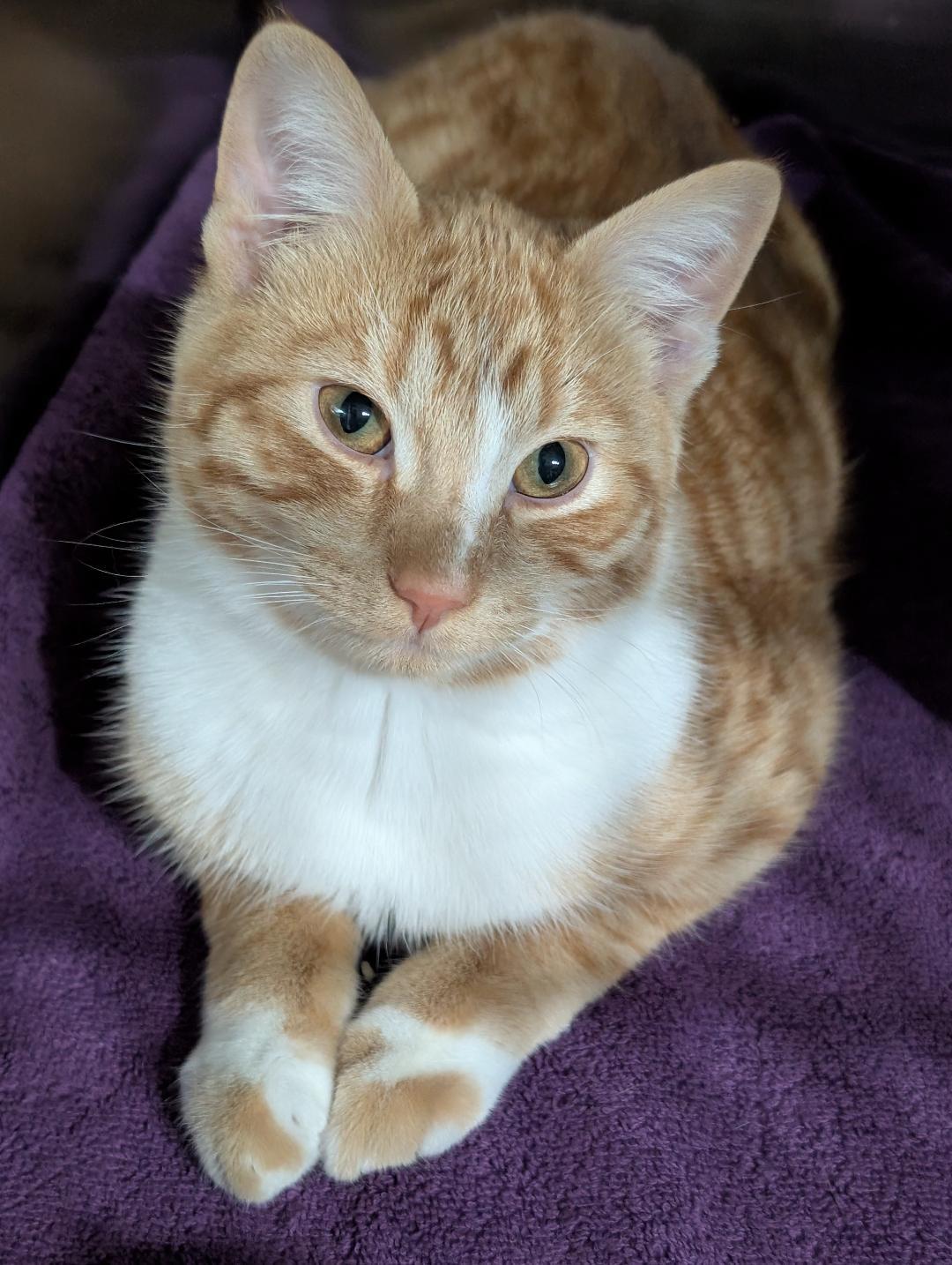 Freckles, ADOPTABLE, Young Male Domestic Short Hair.