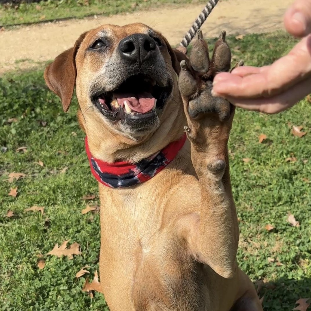 Enlarge BENSON - charming fella, a Adoptable mixed breed in St. Louis, MO image 5/5