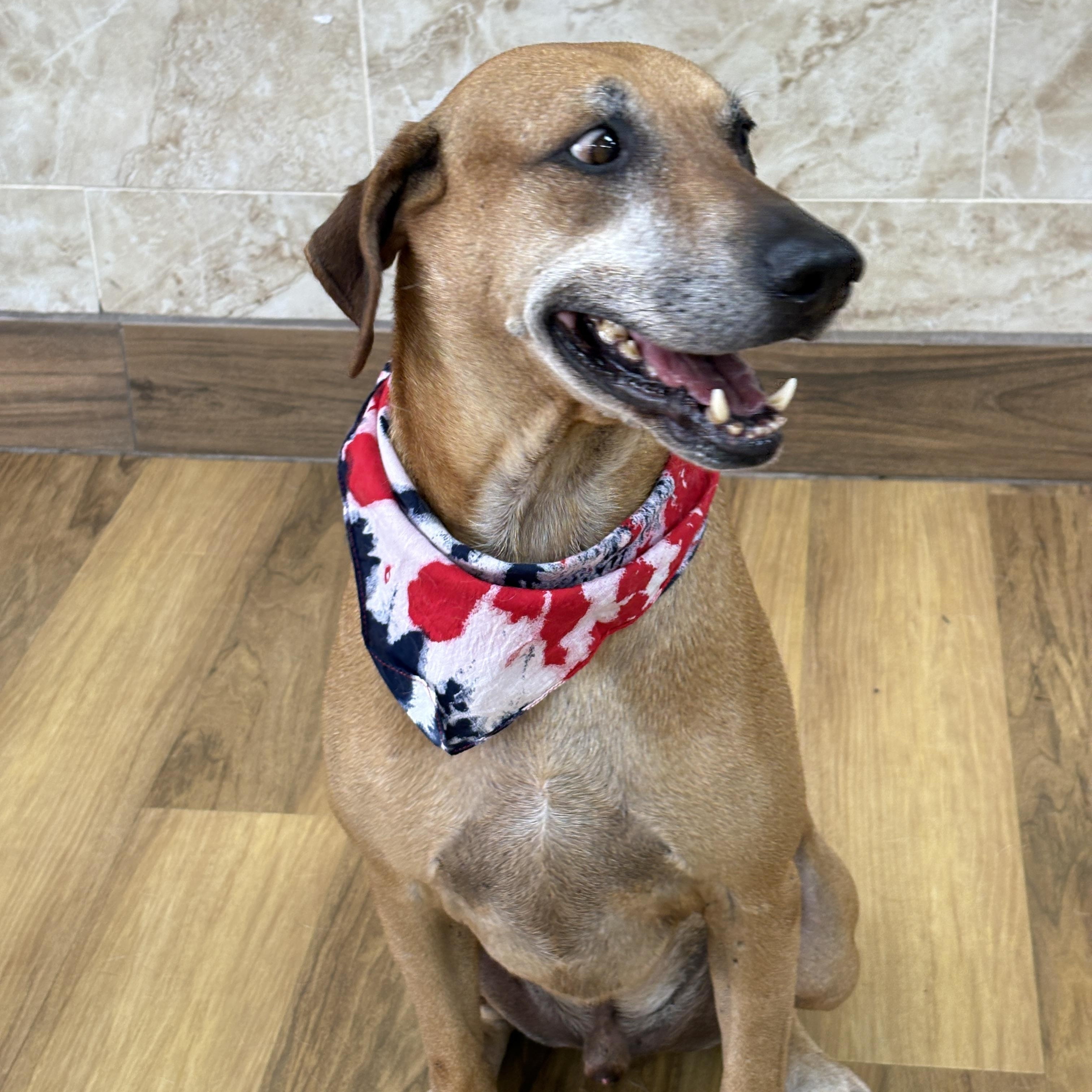Enlarge BENSON - charming fella, a Adoptable mixed breed in St. Louis, MO image 2/5