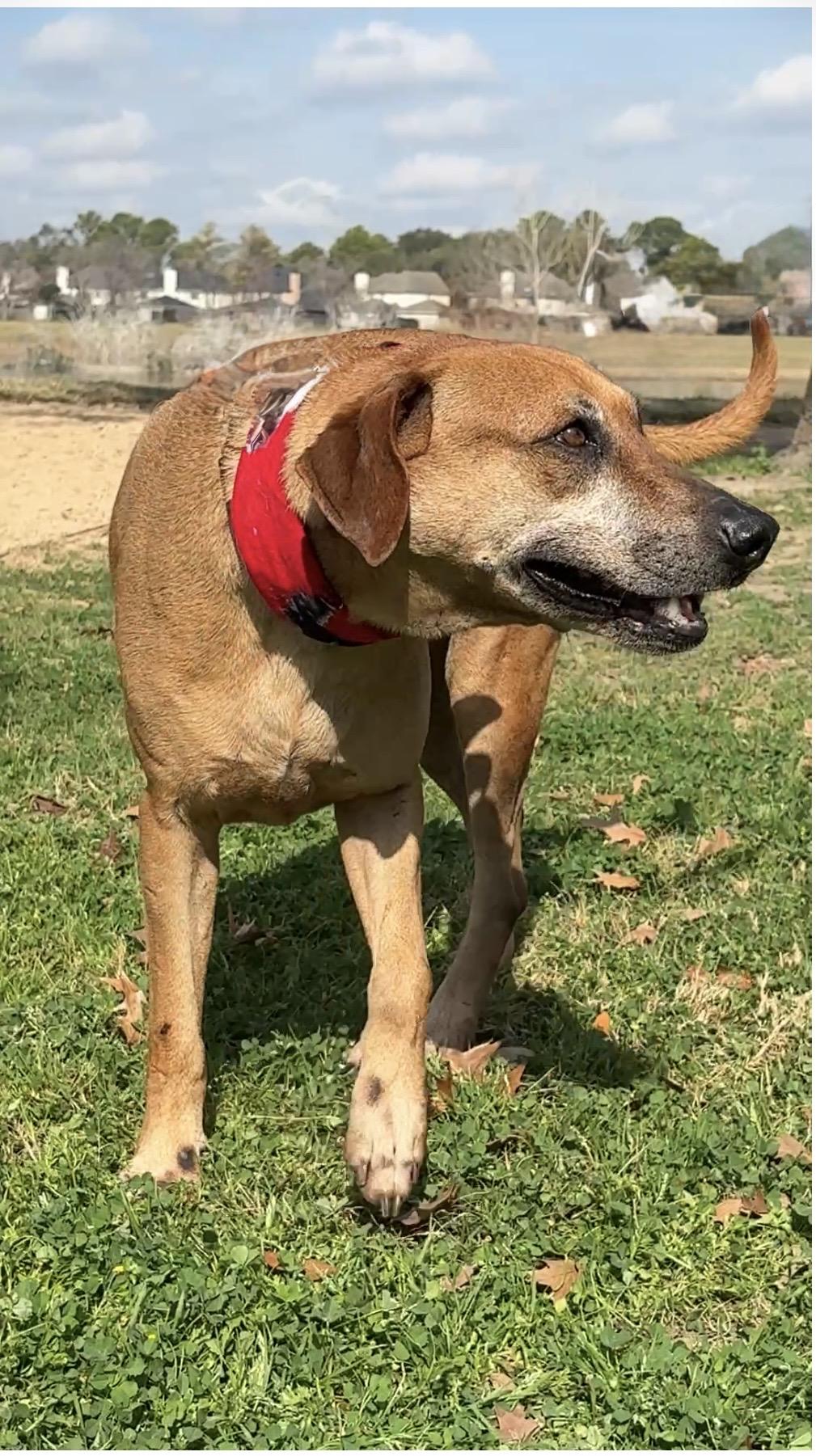 Enlarge BENSON - charming fella, a Adoptable mixed breed in St. Louis, MO image 4/5