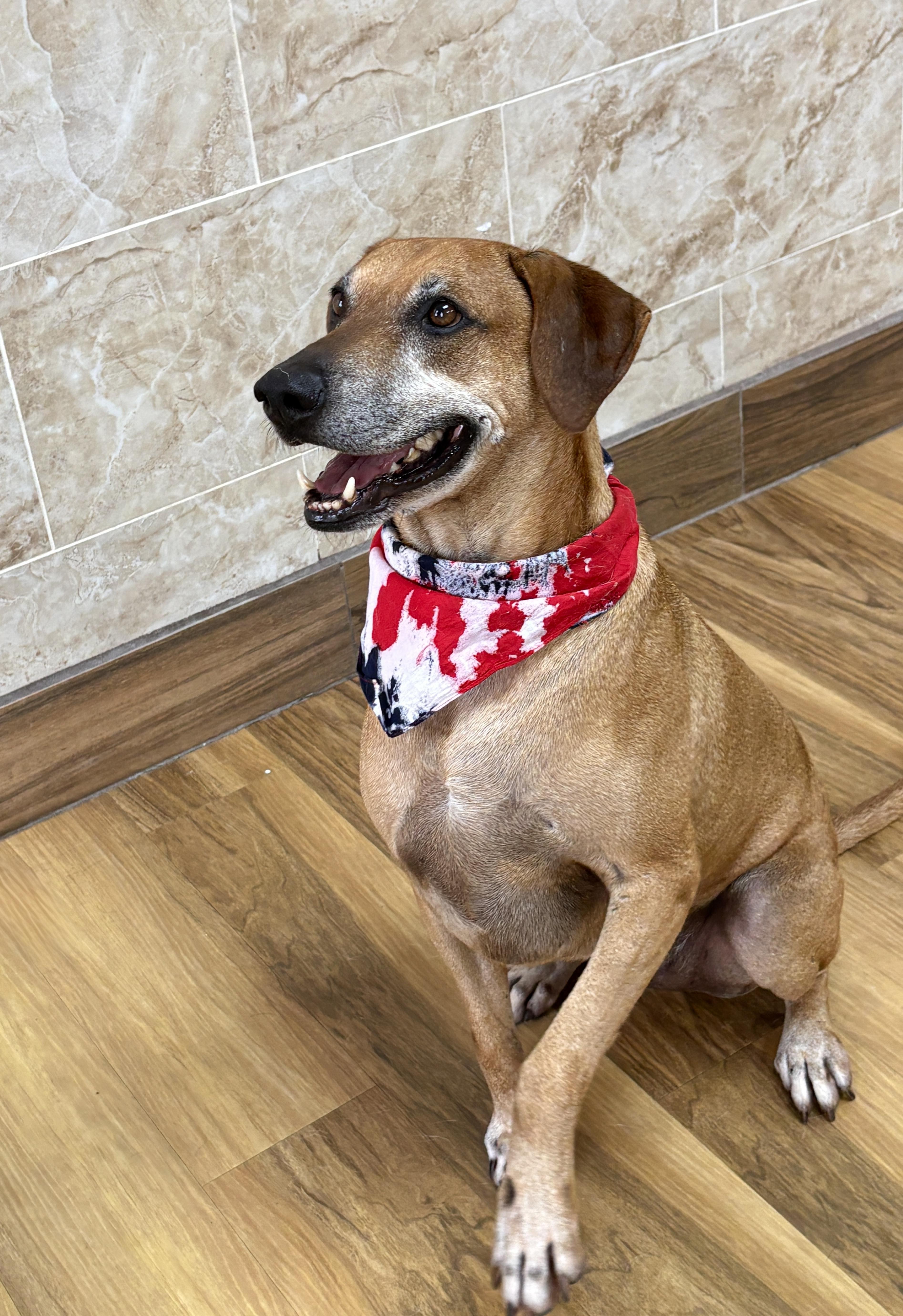 BENSON - charming fella, Adoptable, Adult Male Labrador Retriever & Rhodesian Ridgeback.