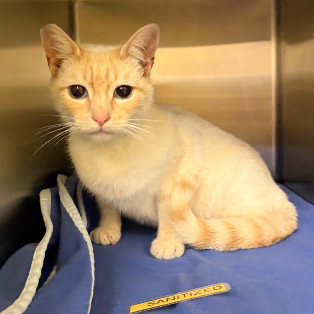 Enlarge Stray 06/05/26 A64832, a Adoptable Domestic Short Hair in Keizer, OR image 1/1