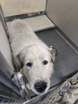 DA 43 Stratus, Adoptable, Adult Male Great Pyrenees.