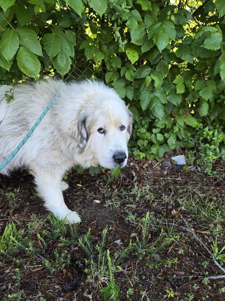 Enlarge DA 43 Stratus, a Adoptable Great Pyrenees in Glen Allen, VA image 2/2