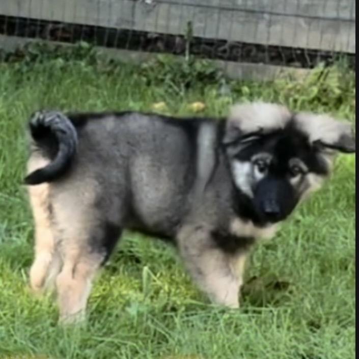 BEXLEY, ADOPTABLE, Puppy • Female, German Shepherd Dog & Keeshond.