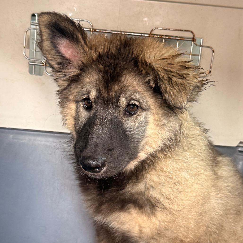 Enlarge BEXLEY, a Adoptable mixed breed in Union City, PA image 5/5