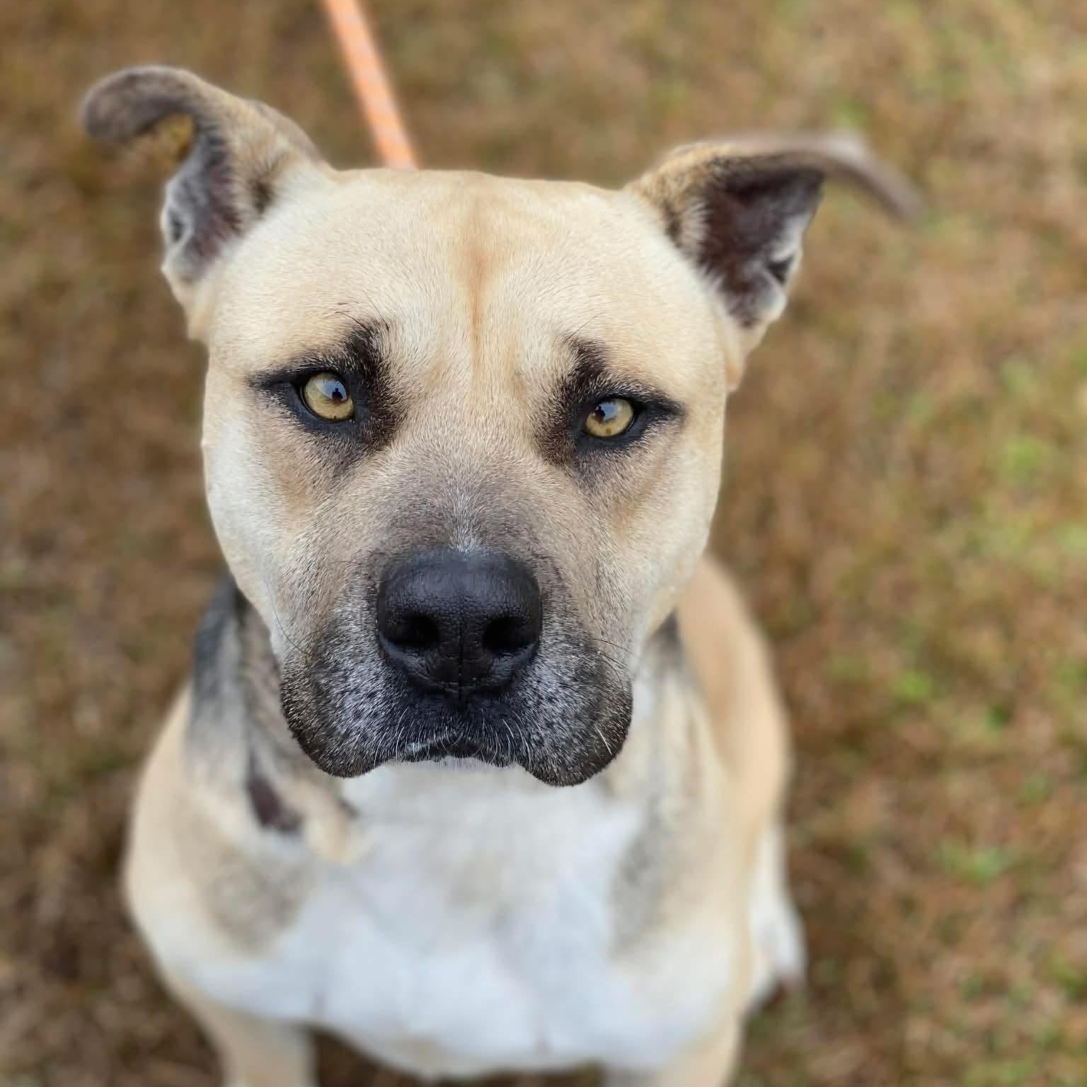 Chug, ADOPTABLE, Adult Male American Staffordshire Terrier.
