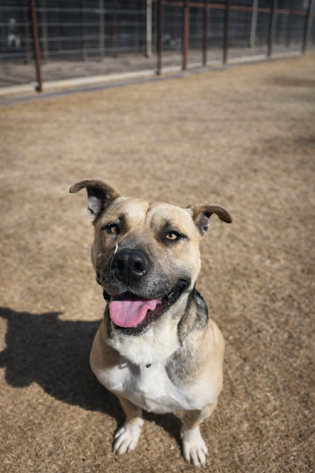 Chug, a ADOPTABLE American Staffordshire Terrier in Ferndale, WA image 3/3