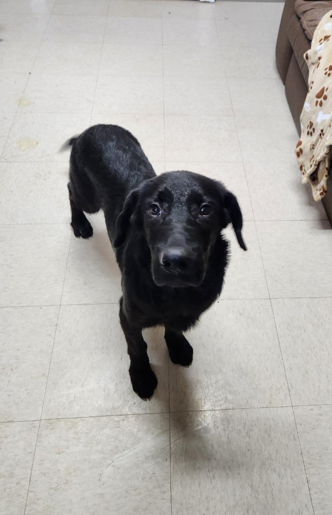 Colby, a Adoptable mixed breed in Fayetteville, TN image 1/3