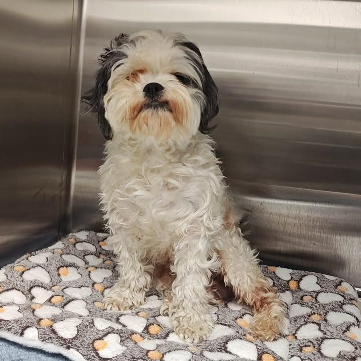 Enlarge Laddie, a Adopted Shih Tzu in Springdale, AR image 1/1