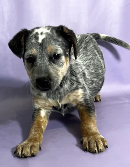 Lucky — thumbnail 2