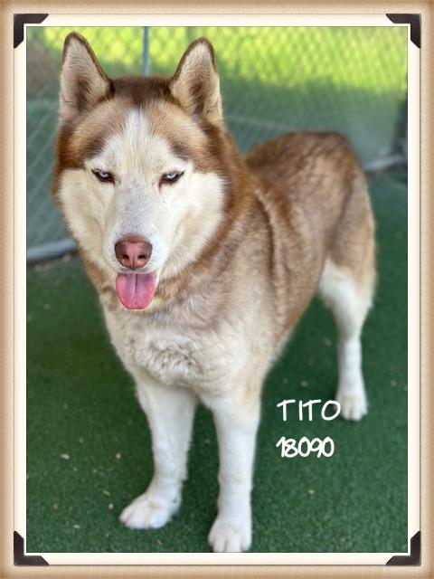 Enlarge TITO/CANELO  (reclaimed), an adopted mixed breed in Marietta, GA image 1/5