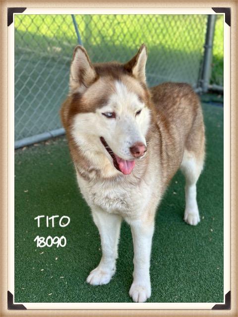 Enlarge TITO/CANELO  (reclaimed), an adopted mixed breed in Marietta, GA image 3/5