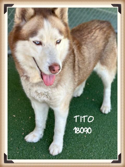 Enlarge TITO/CANELO  (reclaimed), an adopted mixed breed in Marietta, GA image 5/5