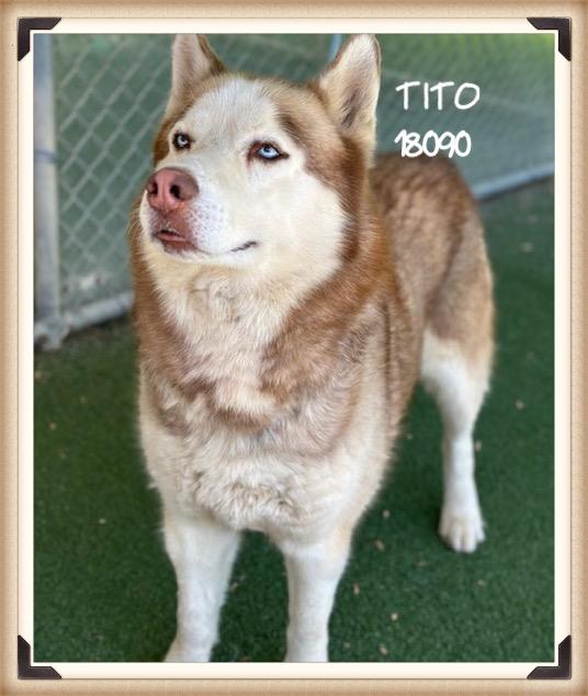 Enlarge TITO/CANELO  (reclaimed), an adopted mixed breed in Marietta, GA image 2/5