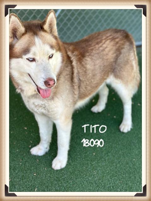 Enlarge TITO/CANELO  (reclaimed), an adopted mixed breed in Marietta, GA image 4/5