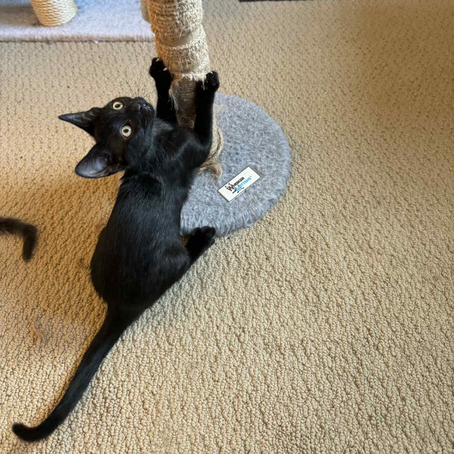 Enlarge Theodora (Tea) - Bombay mix, a Adoptable mixed breed in Allen, TX image 3/6