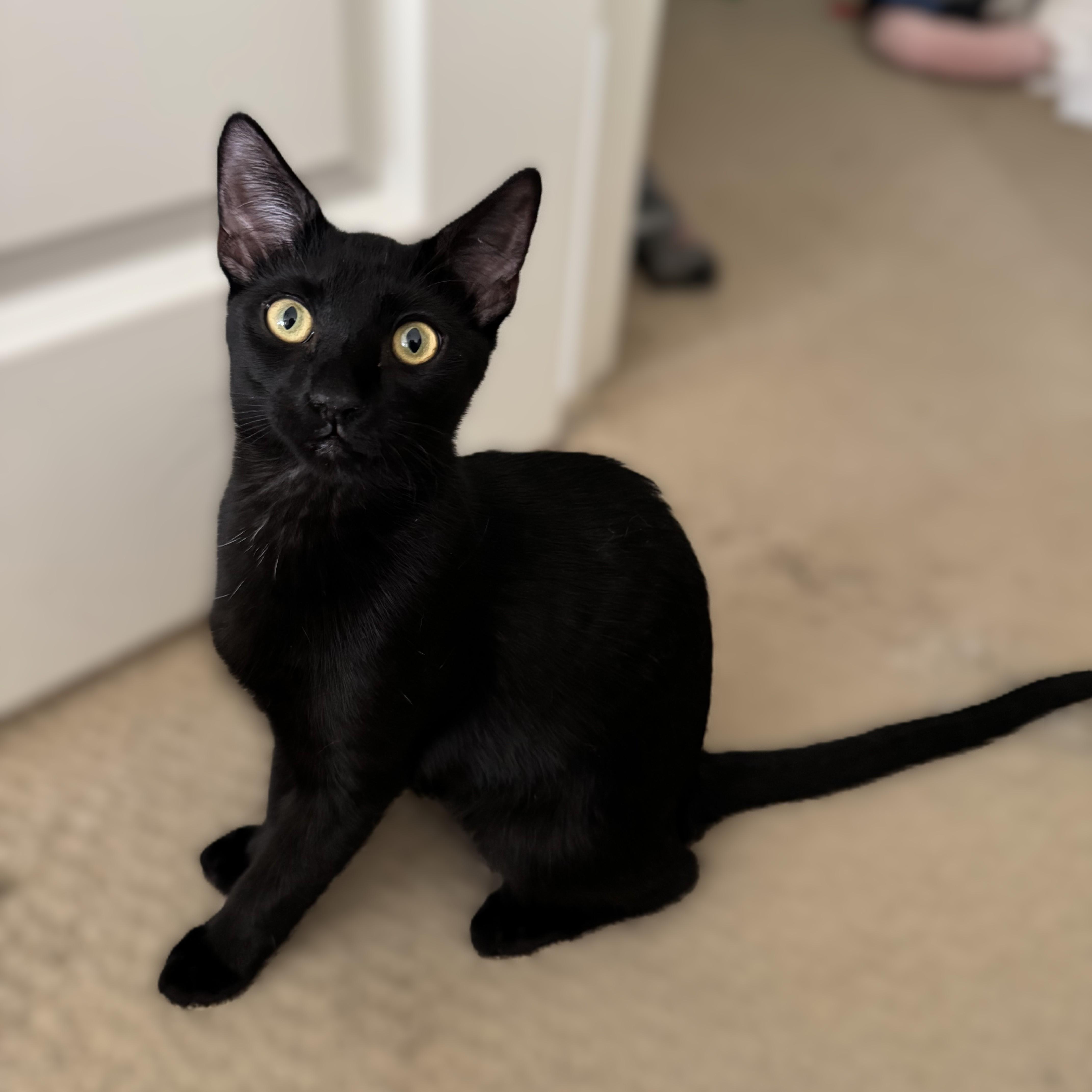 Enlarge Theodora (Tea) - Bombay mix, a Adoptable mixed breed in Allen, TX image 1/6