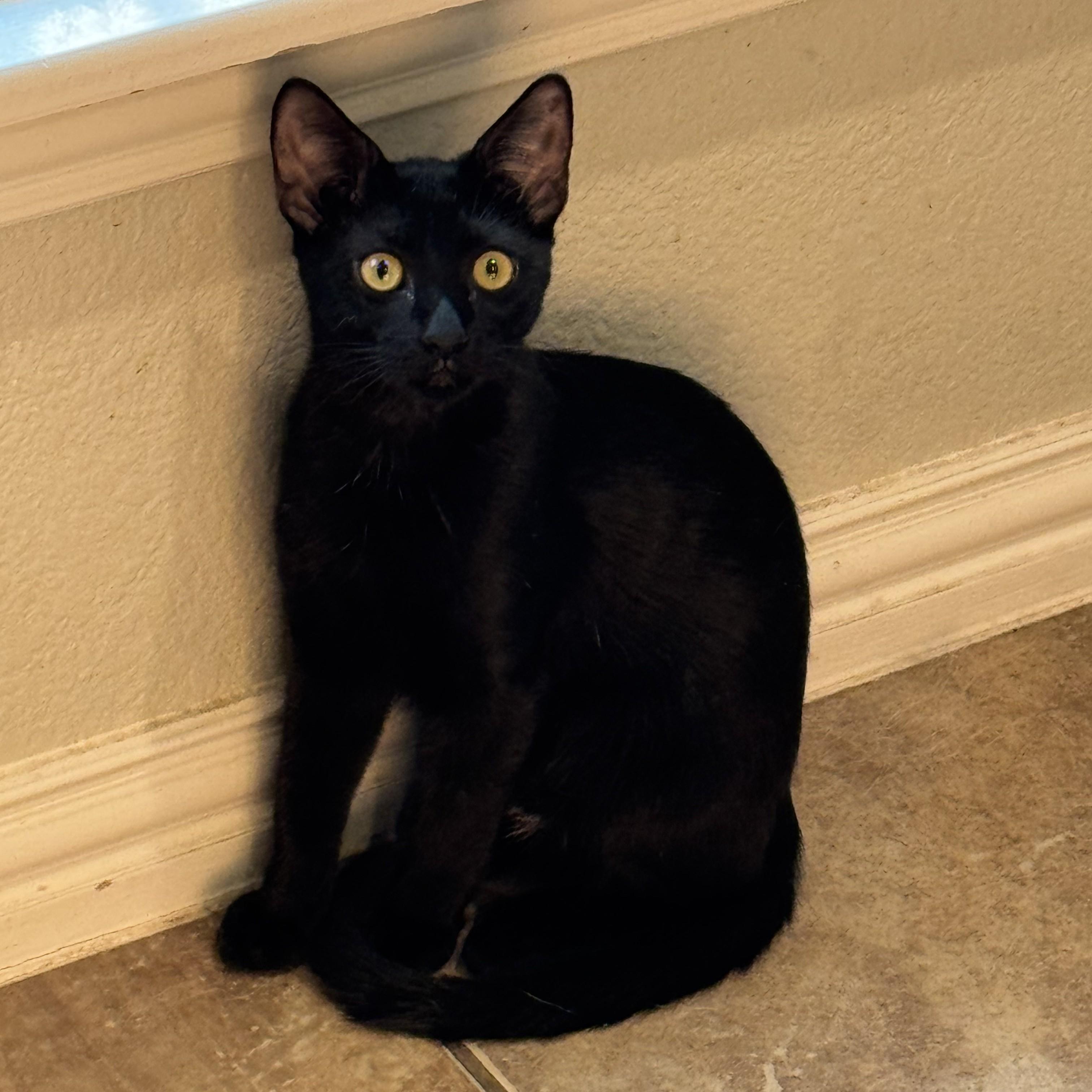 Enlarge Theodora (Tea) - Bombay mix, a Adoptable mixed breed in Allen, TX image 5/6