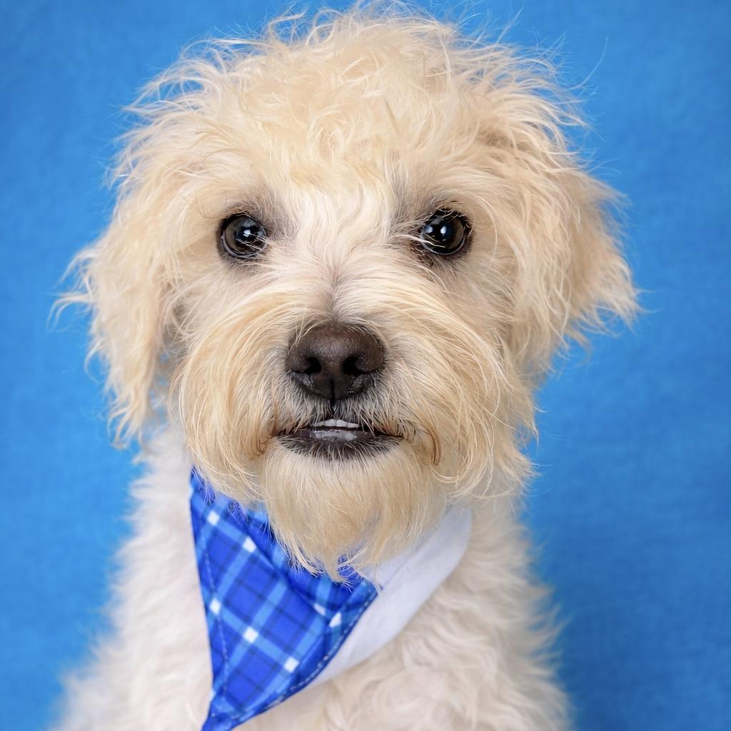 Fuzzy: The Wild‑haired Wonder thumbnail 2