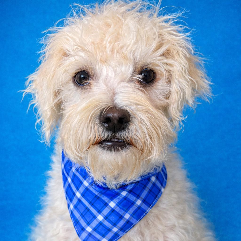 Fuzzy: The Wild‑haired Wonder thumbnail 3