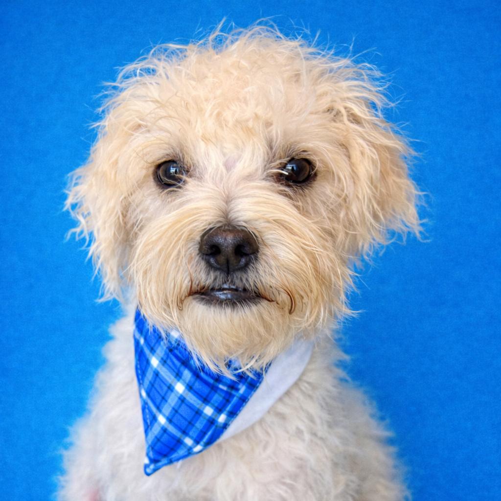 Fuzzy: The Wild‑haired Wonder thumbnail 4