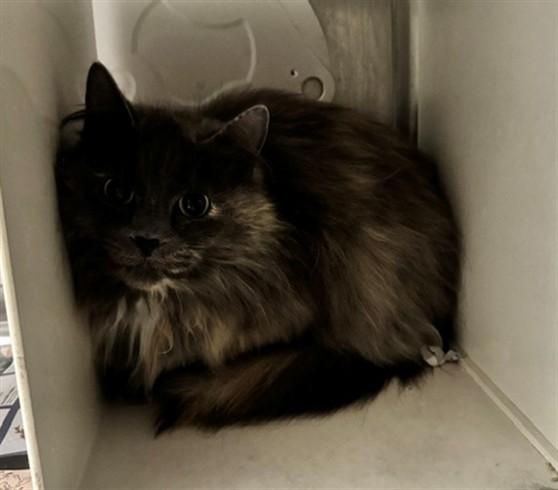 Enlarge GINA, a Adoptable mixed breed in Anchorage, AK image 1/1