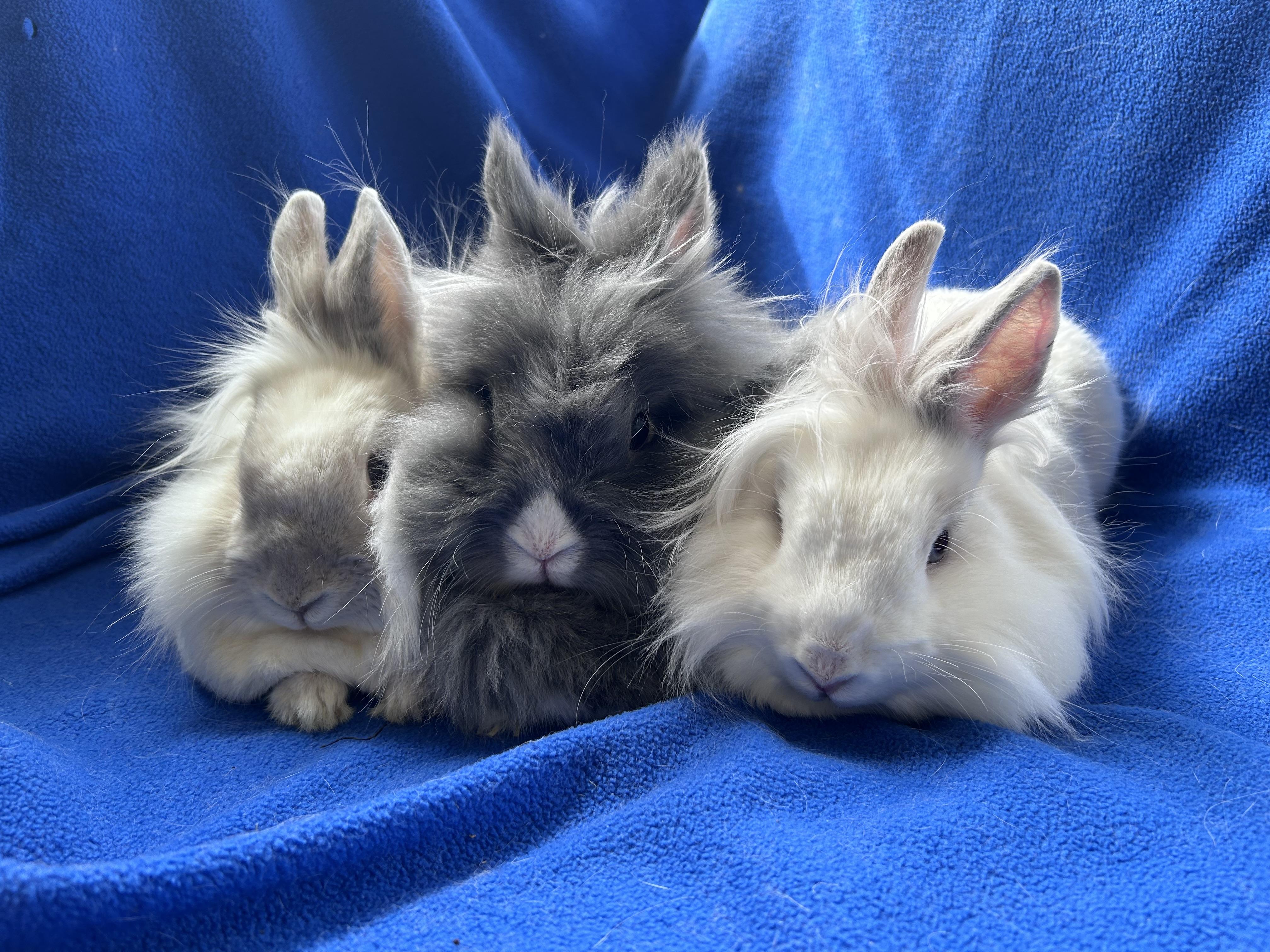 Simone, Speck and Pee Wee (bonded trio)