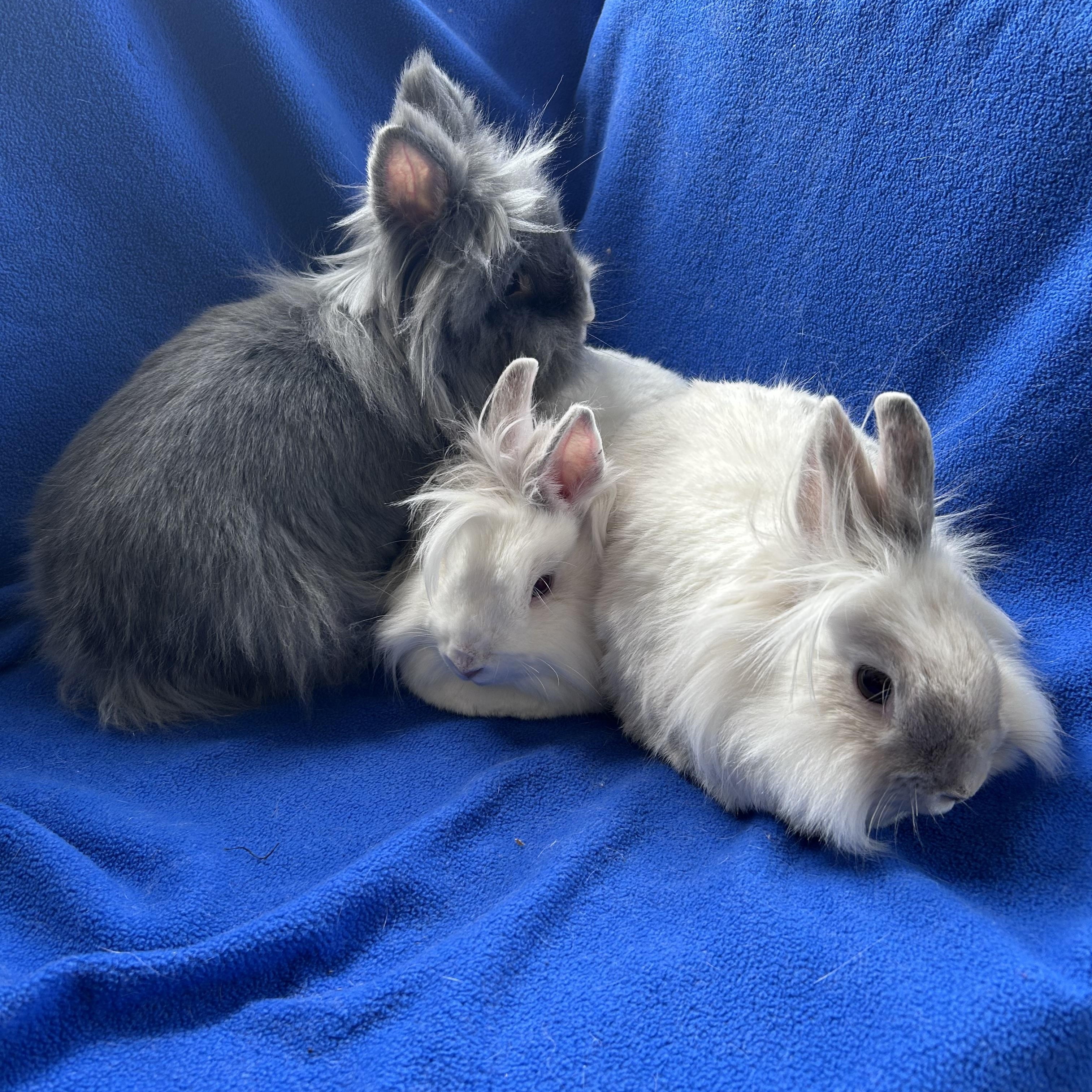 Simone, Speck and Pee Wee (bonded trio)