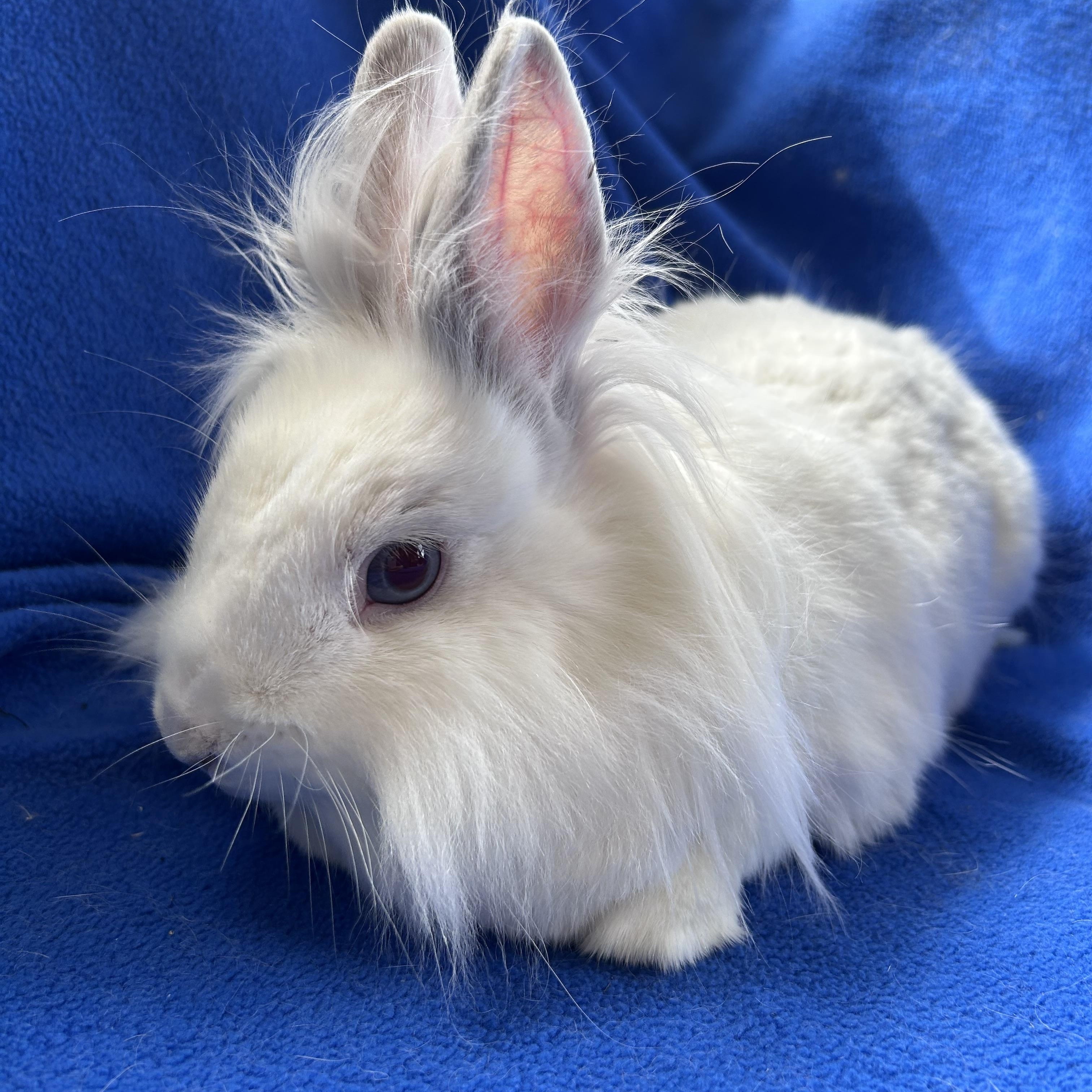 Simone, Speck and Pee Wee (bonded trio)