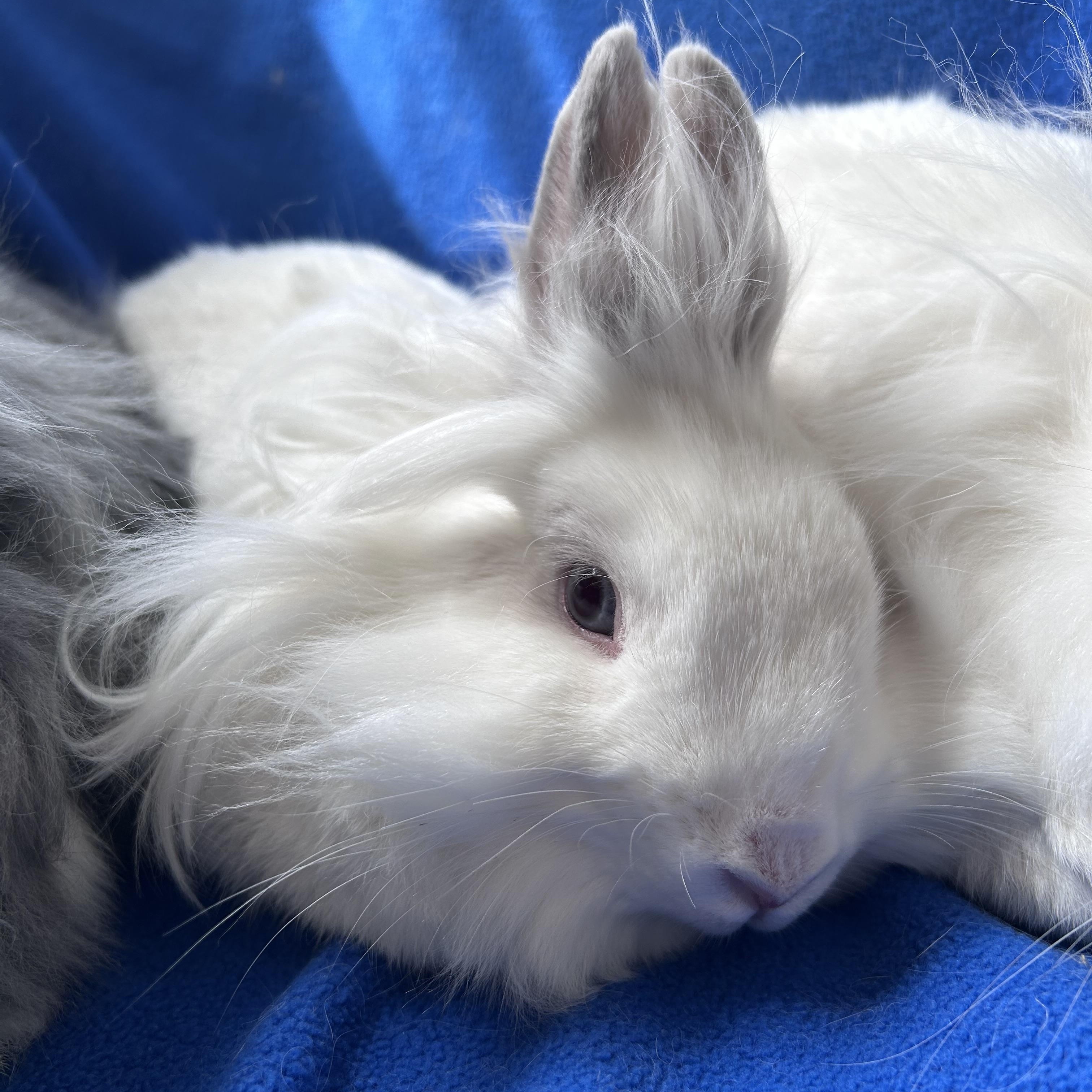 Simone, Speck and Pee Wee (bonded trio)