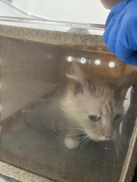 Donkey, Adoptable, Adult Male Domestic Medium Hair.