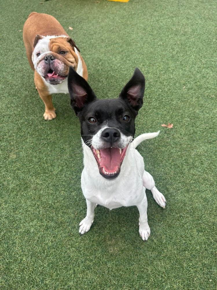 Enlarge Cara (GA), a Adoptable Pit Bull Terrier in New York, NY image 1/6