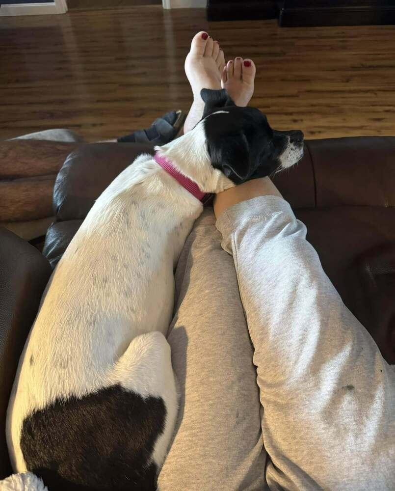 Cara (GA), Adoptable, Adult Female Pit Bull Terrier.