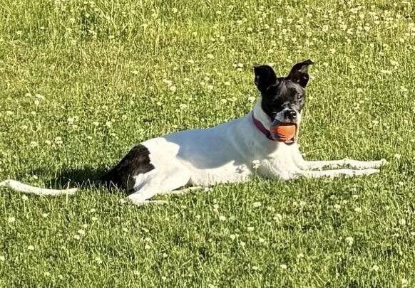 Cara (GA), Adoptable, Adult Female Pit Bull Terrier.