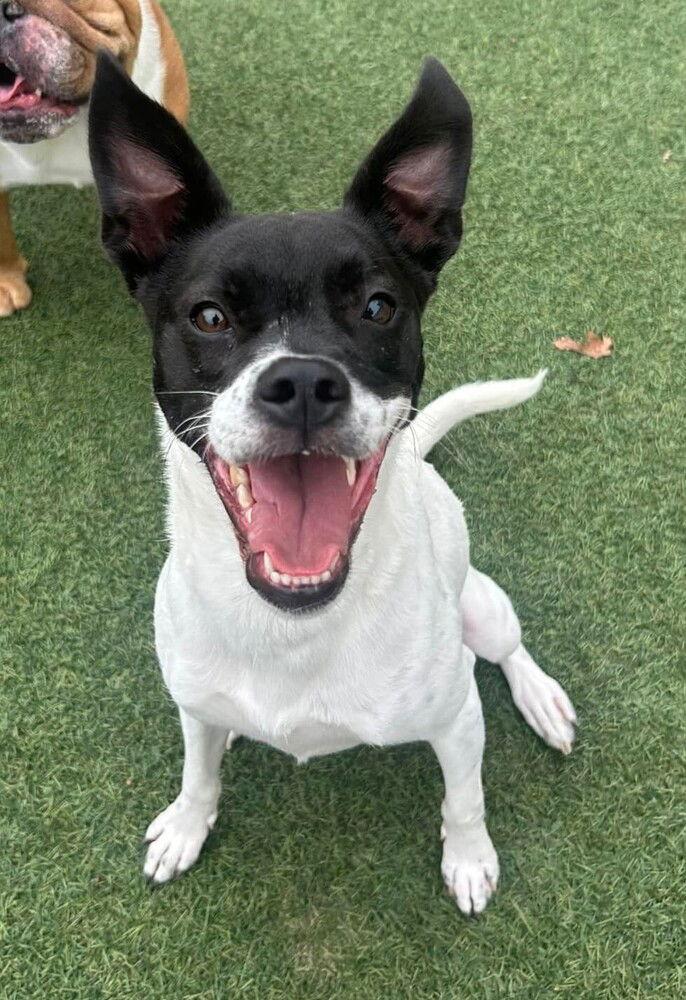 Enlarge Cara (GA), a Adoptable Pit Bull Terrier in New York, NY image 1/3