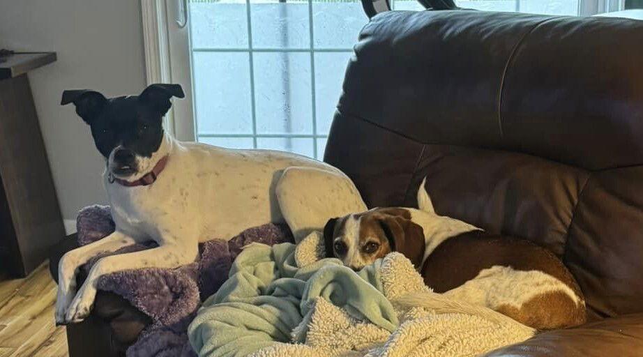 Enlarge Cara (GA), a Adoptable Pit Bull Terrier in New York, NY image 2/3