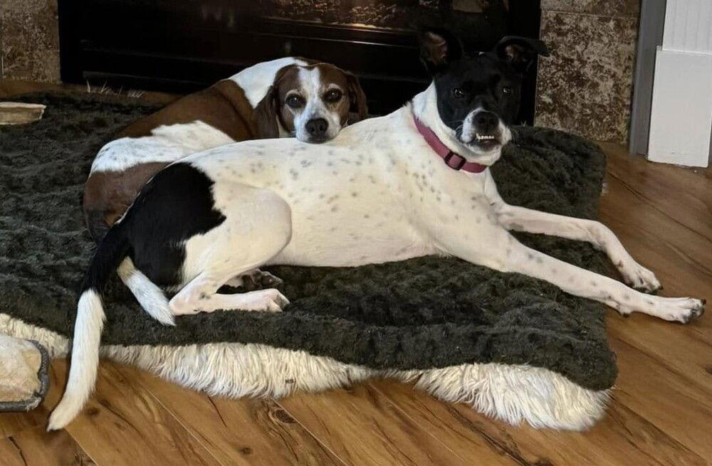 Enlarge Cara (GA), a Adoptable Pit Bull Terrier in New York, NY image 3/3