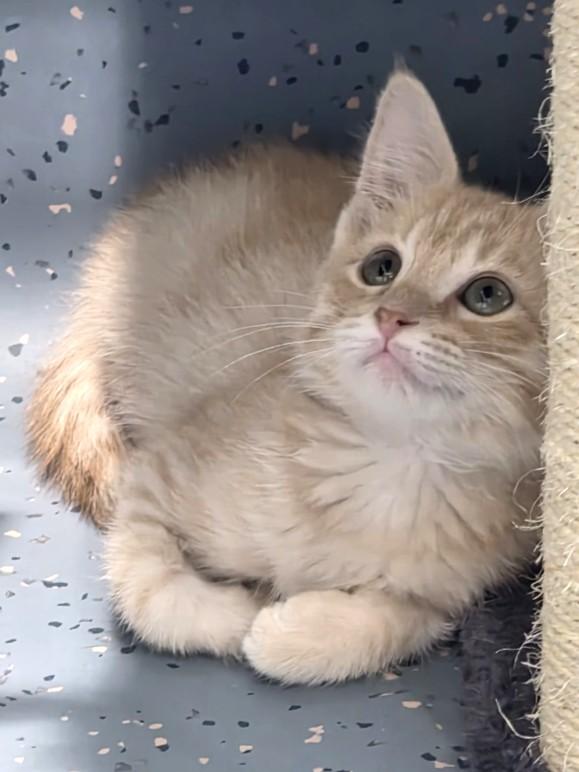 Enlarge Toyota, a ADOPTABLE Domestic Short Hair in Mesquite, NV image 3/4