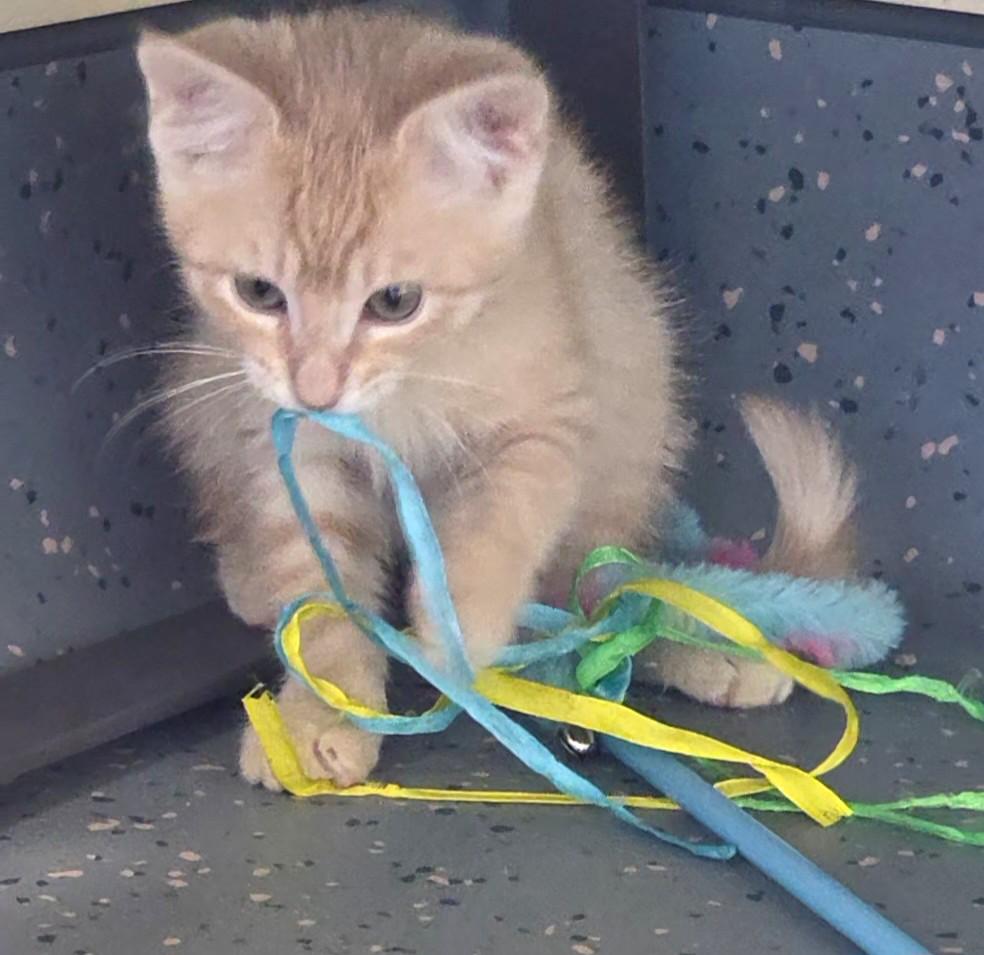 Enlarge Toyota, a ADOPTABLE Domestic Short Hair in Mesquite, NV image 2/4