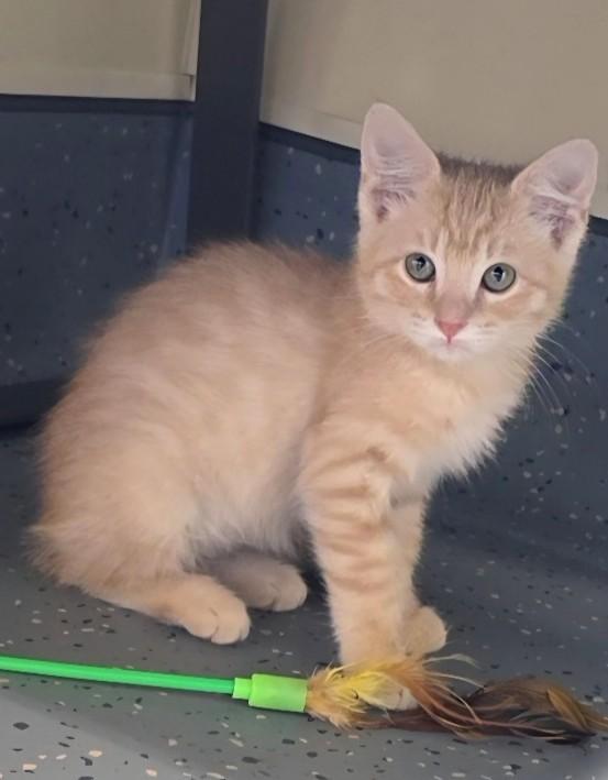 Enlarge Toyota, a ADOPTABLE Domestic Short Hair in Mesquite, NV image 1/4