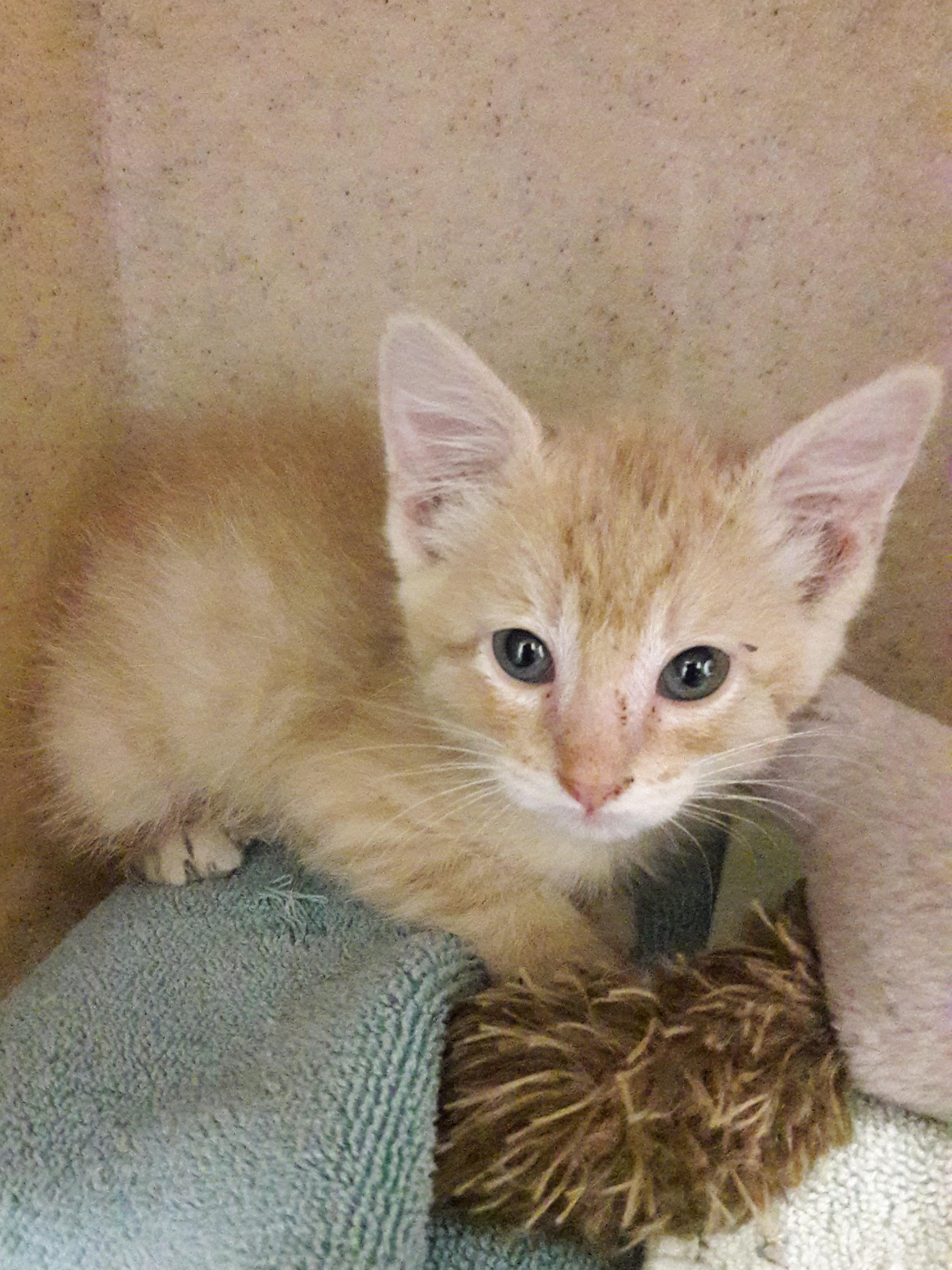 Enlarge Toyota, a ADOPTABLE Domestic Short Hair in Mesquite, NV image 4/4