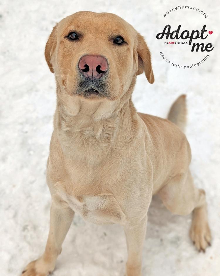 Doc Holiday, adopted, Young Male Yellow Labrador Retriever.