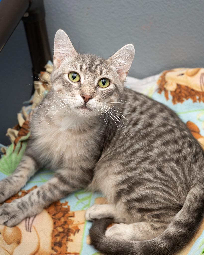 Alexander, Adoptable, Young Male Domestic Short Hair.